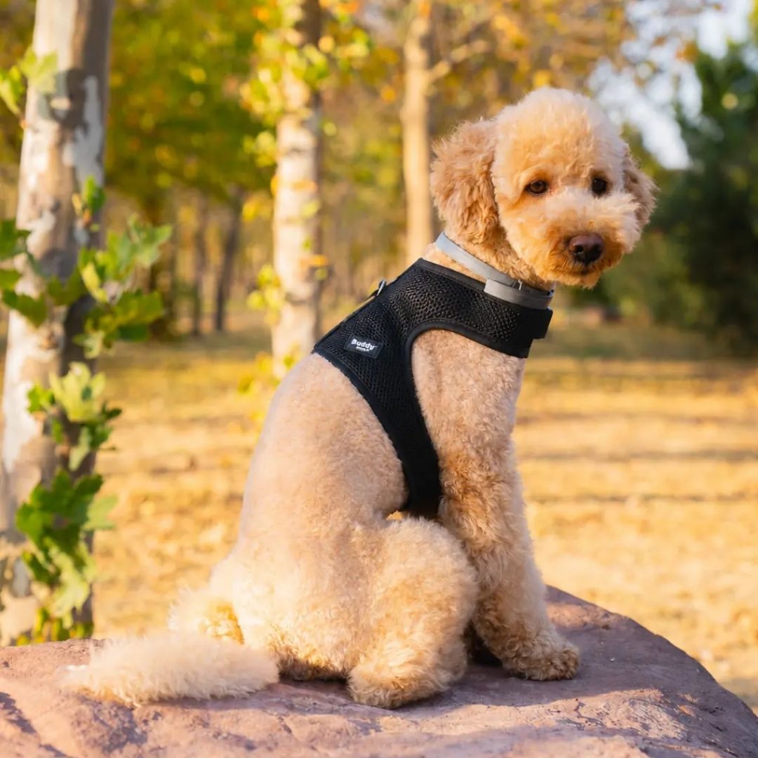 AIR-MESH Bel Bağlamalı Göğüs Tasmaları (Kedi ve Köpekler için uygun) XS Beden-1