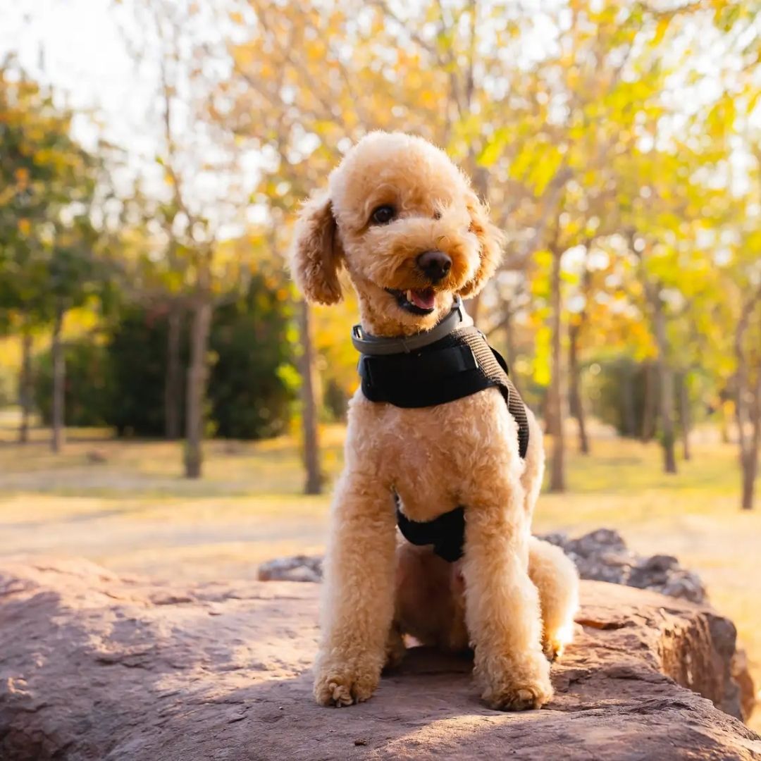 AIR-MESH Bel Bağlamalı Göğüs Tasmaları (Kedi ve Köpekler için uygun) L Beden-2
