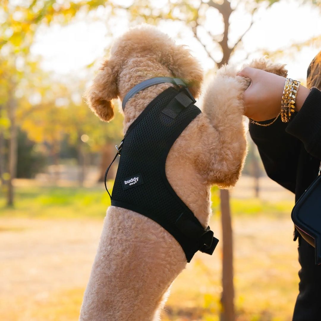 AIR-MESH Bel Bağlamalı Göğüs Tasmaları (Kedi ve Köpekler için uygun) L Beden-3
