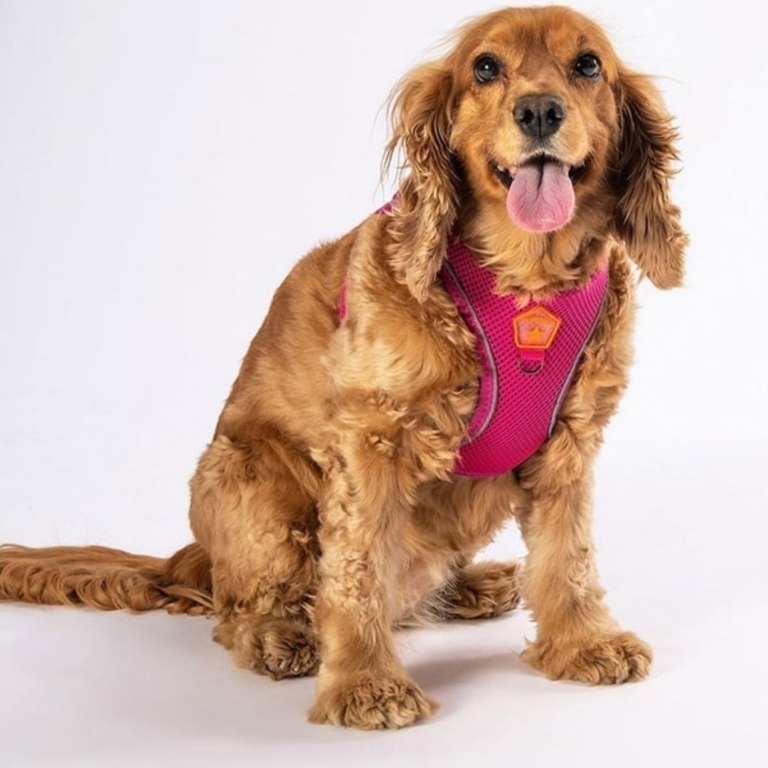 Gögüs Tasması Fuşya Air Mesh L paw-a12-1