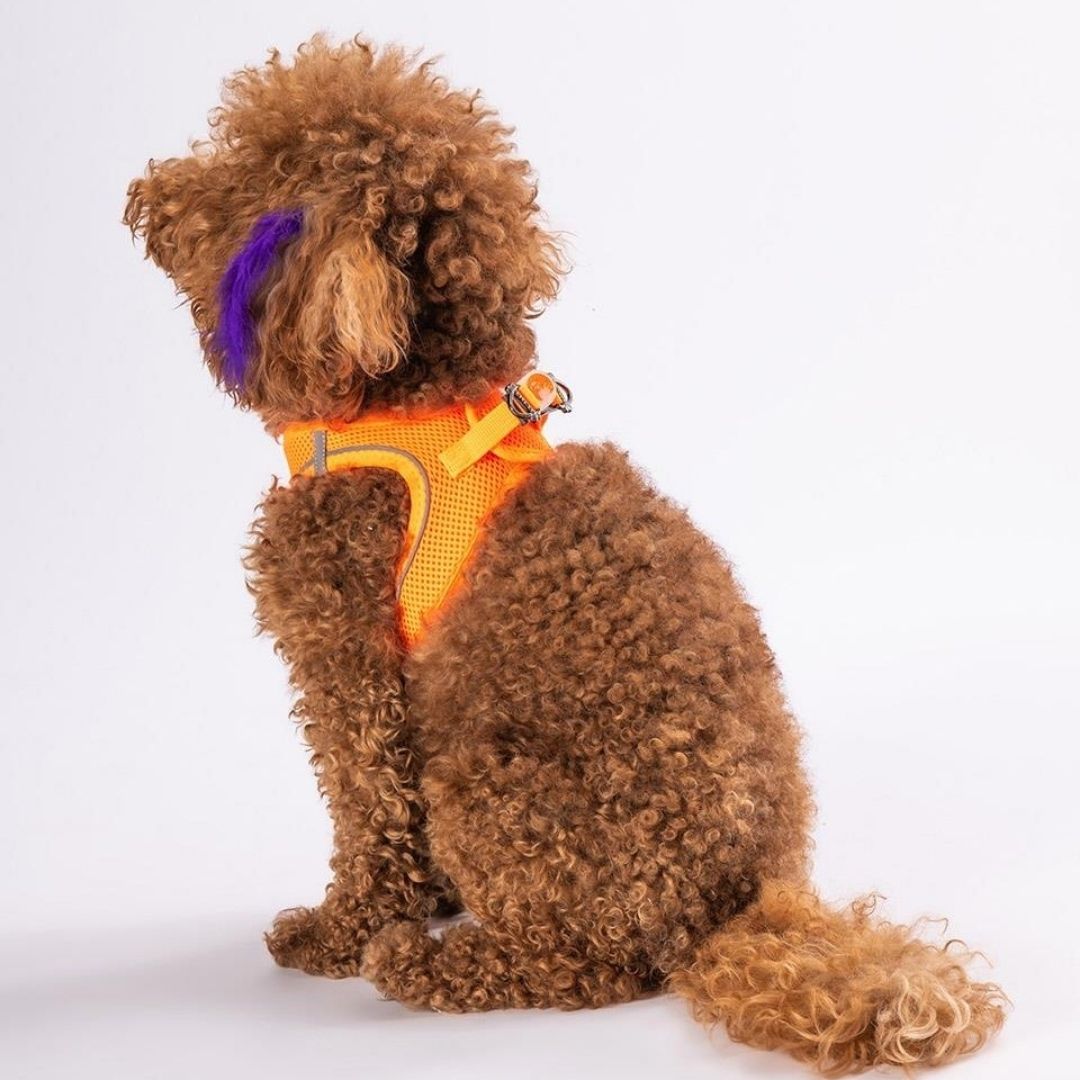 Gögüs Tasması Neon Turuncu Airmesh XL beden A02-2