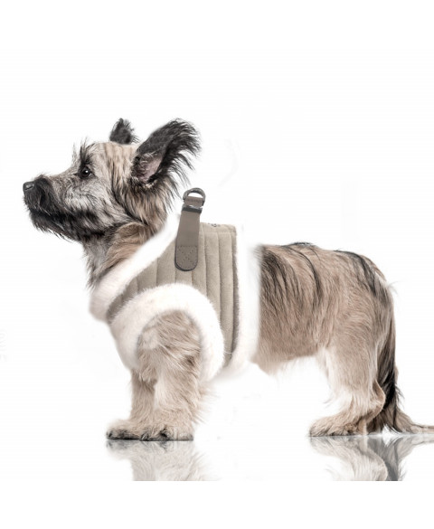 Kaspar Köpek Göğüs Tasması-3