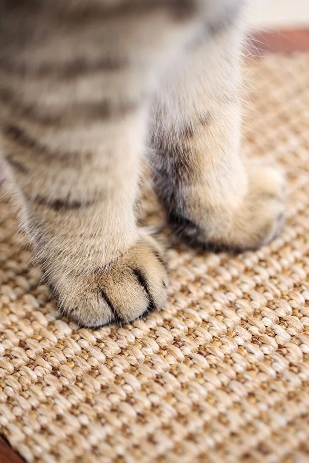 Kedi Desen Tırmalama Matı -2