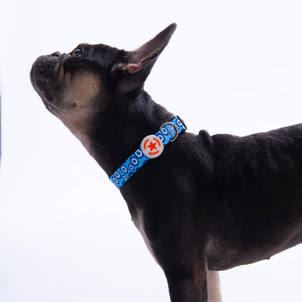 Charm Boyun Tasması M Beden - DC38-1