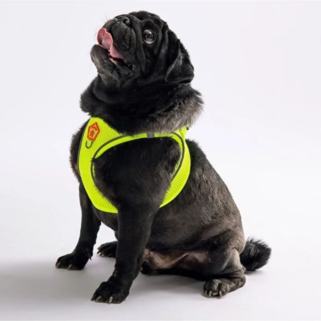 Göğüs Tasması Neon Sarı Air Mesh 3XS paw-a01-1