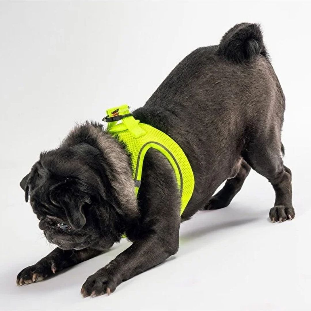 Göğüs Tasması Neon Sarı Air Mesh 3XS paw-a01-2