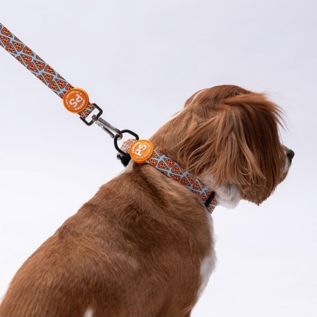 Pizza Boyun Tasması M Beden - DC15-3