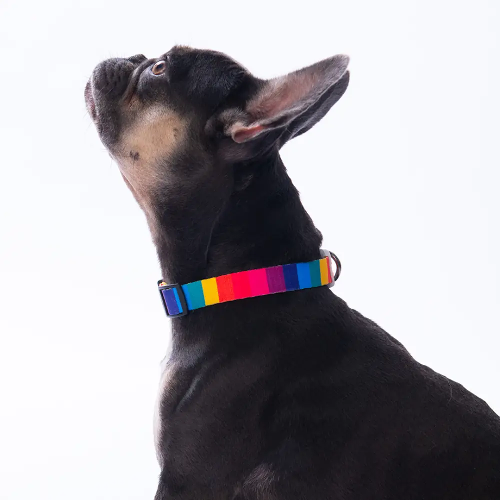 Rainbow Boyun Tasması M Beden - DC36-1