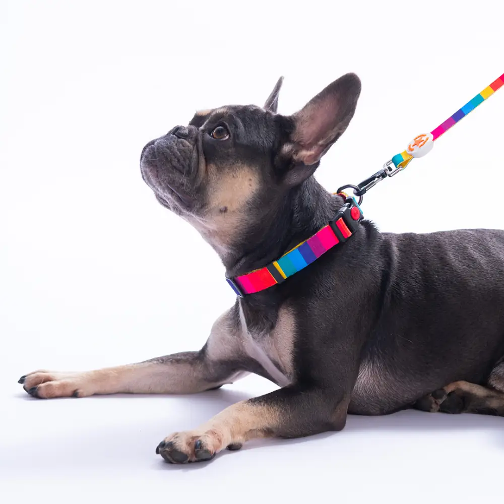 Rainbow Boyun Tasması M Beden - DC36-3