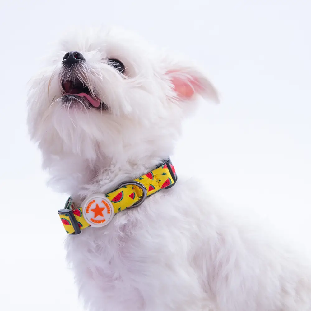 WaterMelon Boyun Tasması S Beden - DC32-1