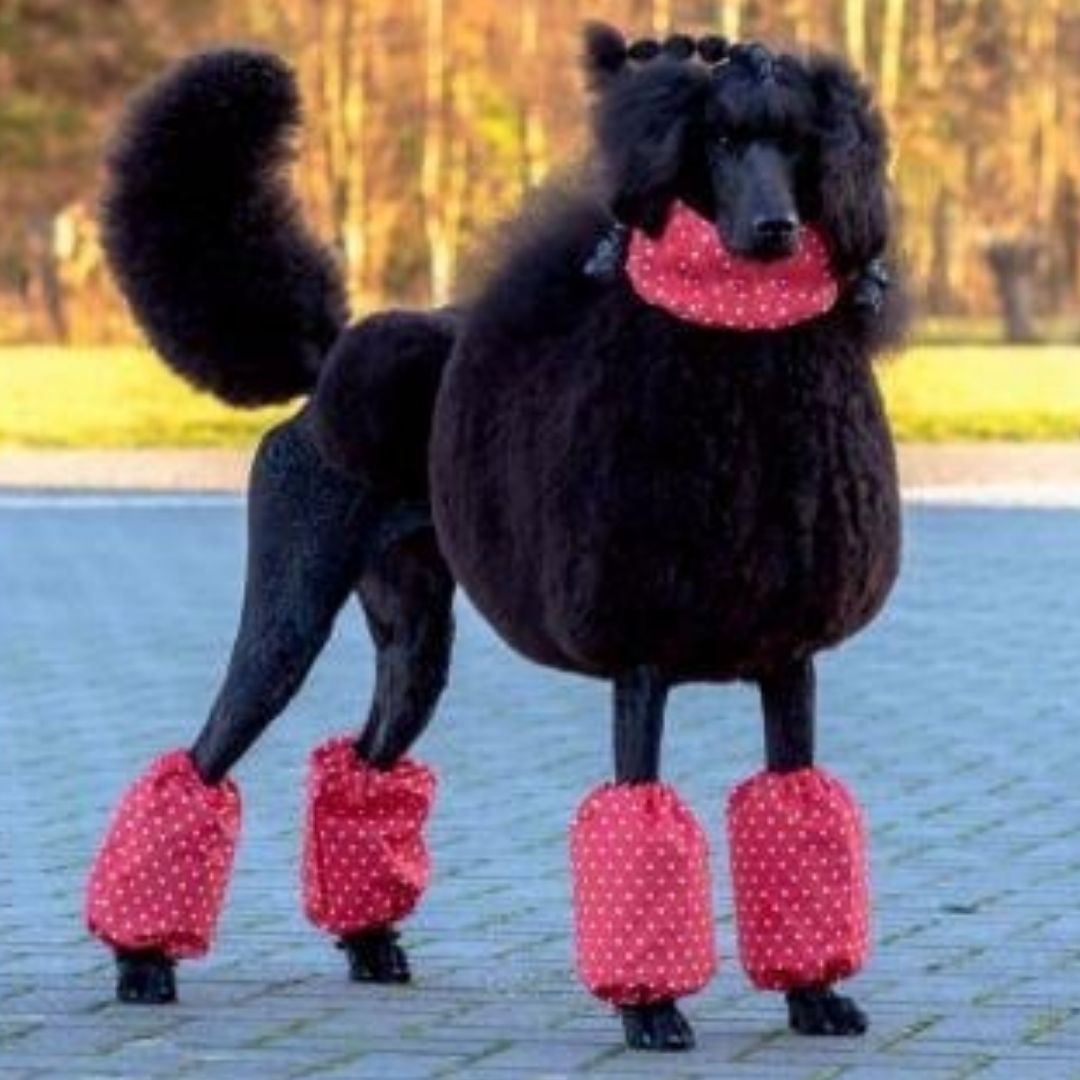 Show Tech Pom Covers Polka Dots for Middle-Sized Poodle - 35STE161-2