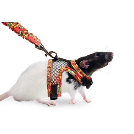 Kemirgen Hayvan Göğüs Tasması