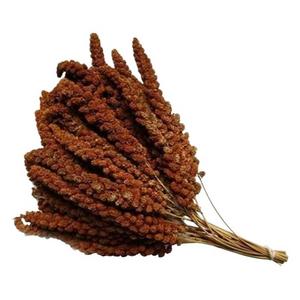 kızıl daldarı 100gr 