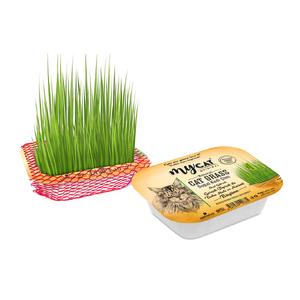 MYCAT DOĞAL KEDİ ÇİMİ JUMBO BOY