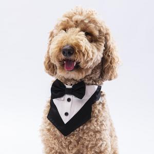 PAW-FS3 SİYAH SMOKİN FULAR SİZE:2