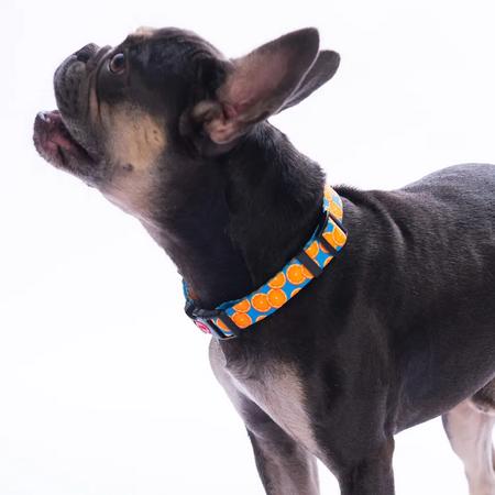 Citrus Boyun Tasması S Beden - DC37