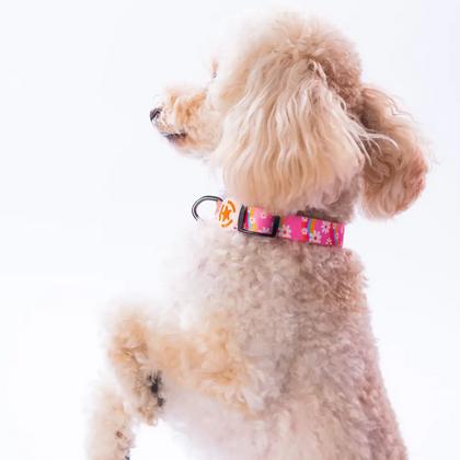 Daisy Boyun Tasması M Beden - DC35