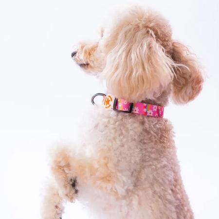 Daisy Boyun Tasması M Beden - DC35