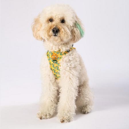 Pawstar Gögüs Tasması Cactus Air Mesh S paw-a16