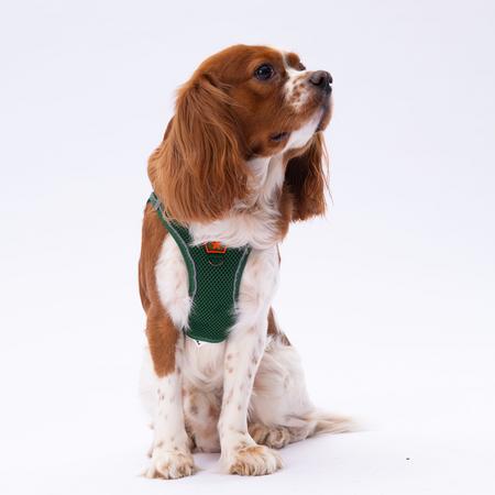 Pawstar Gögüs Tasması Çam Yeşili Air Mesh M paw-a08