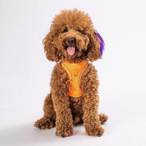 Pawstar Gögüs Tasması Neon Turuncu Airmesh XS  A02