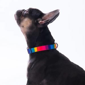 Rainbow Boyun Tasması M Beden - DC36