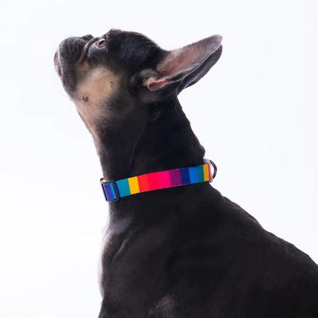 Rainbow Boyun Tasması M Beden - DC36