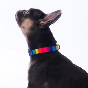 Rainbow Boyun Tasması S Beden -  DC34