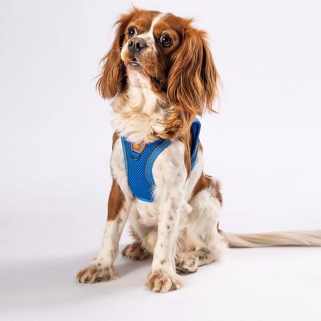 Pawstar Soft Gögüs Tasması Mavi S paw-a06