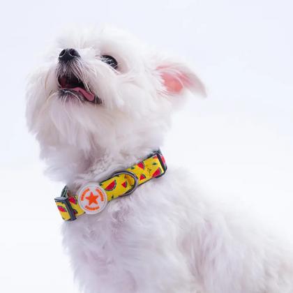 WaterMelon Boyun Tasması M Beden - DC32