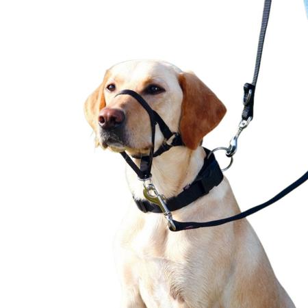Uzman Köpek Eğitim Tasması 37cm L-XL 13005